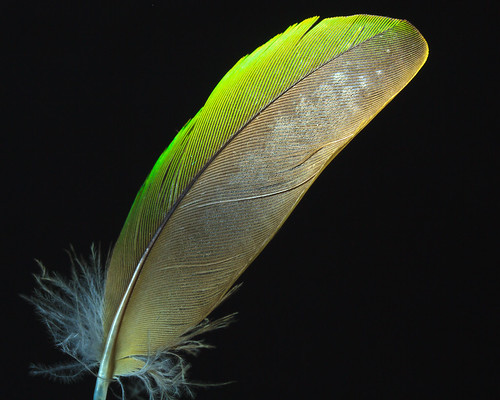Twiglet Feather