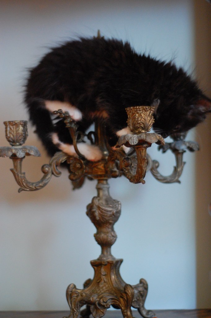 kitten candelabra