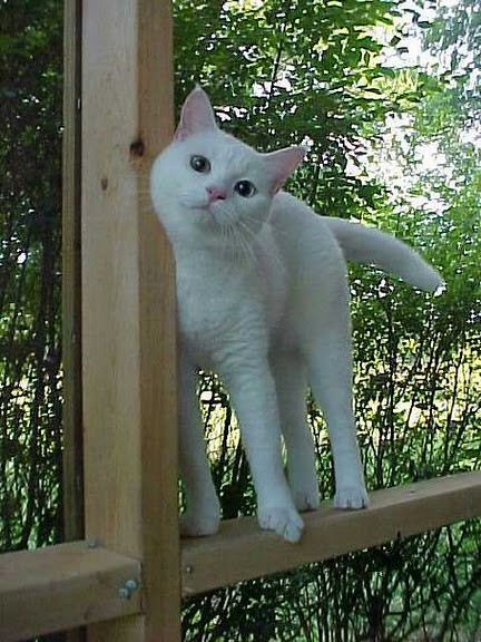 cute rescued white cat