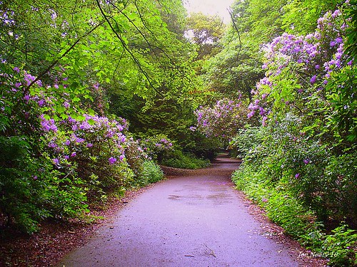 Joe Neary Otterspool Park Rhododendrons smaller