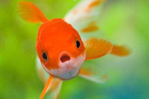 フリー写真素材|動物|魚類|コイ科|金魚・キンギョ|