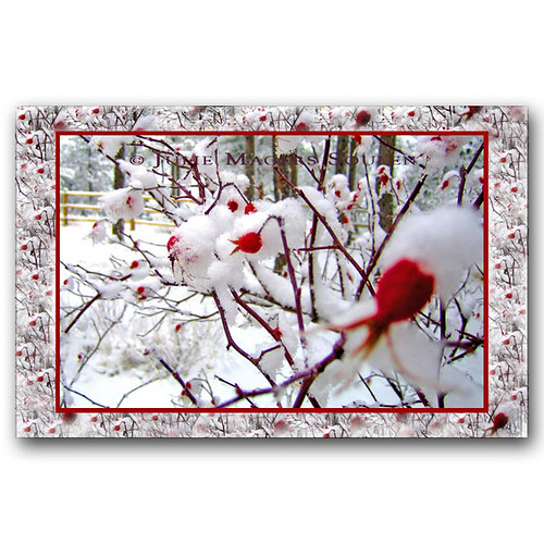 Roses in Snow Holiday Card