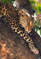 Leopard 01, Chobe National Park, Botswana.