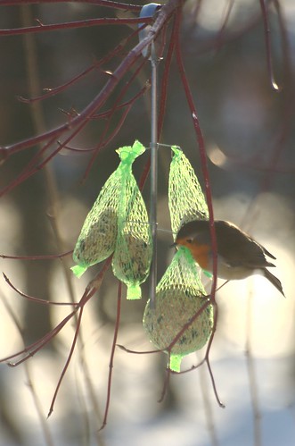 Erithacus rubecula | Roodborstje - European robin