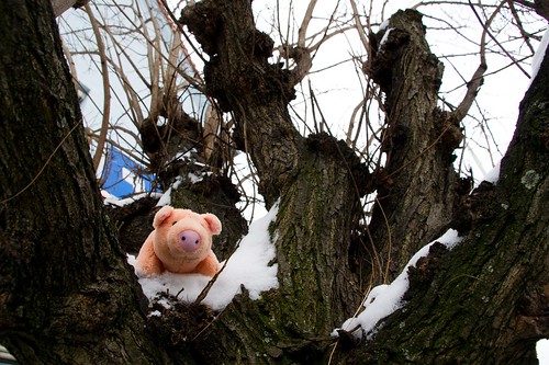 Porky genießt die Aussicht