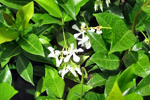 Trachelospermum jasminoides (rq) - 03