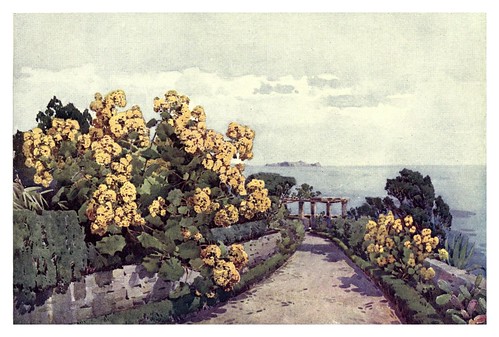 005- Senecios en un jardin de Madeira-The flowers and gardens of Madeira - Du Cane Florence 1909