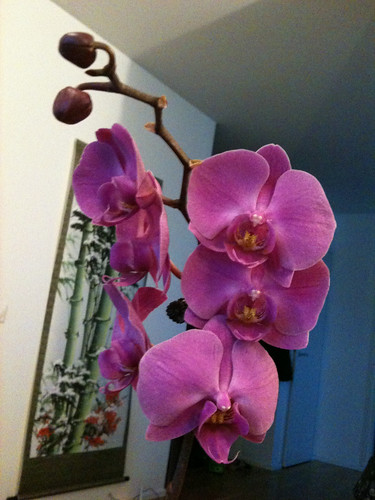 Orchid, my birthday gift