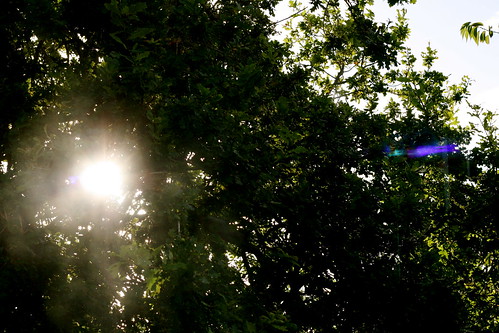 Sunday: Sun through the Trees