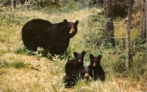 bear postcard