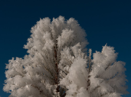 Ice Crystals on Pine Tree, Bryce Canyon National Park