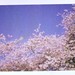 Clouds of Blossoms by - Ashley E. -