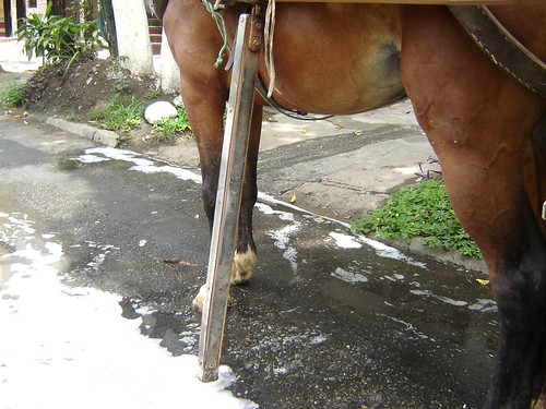 Carlos Javier Noguera , propietario de la carreta, explicó que este sostén sirve para que el caballo descanse. El niño Juan Esteban dijo además que “Pájaro” estaba “descalzo”: “Se le acabaron las herraduras”. En la imagen pueden verse los restos de agua y