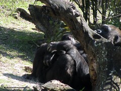 IMG_3142-WDW-DAK-baby-gorilla