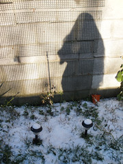 Snow & Stello in the garden