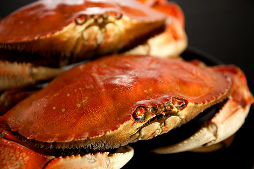 Cooked dungeness crabs