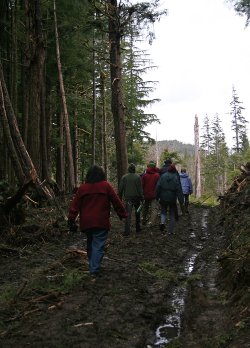 several people walk on a muddy logging road, Kasaan, Alaska