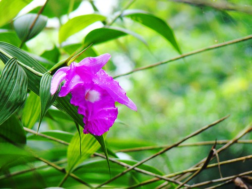 Orquídea de Monte Perla (4)