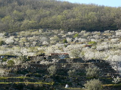 Valle del Jerte, Spain