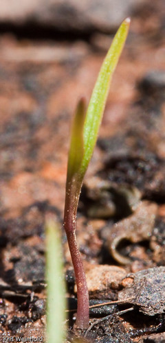 Young Dragon Carrot Plant