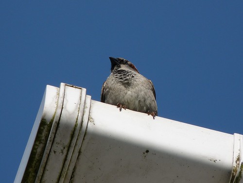 12249 - House Sparrow