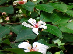 Tung Tree: Flowers: Fallen on Other Trees