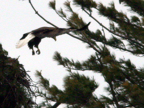 Second Eagle landing 20100501