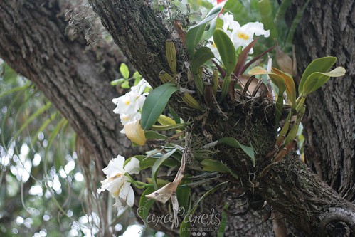 Orchids in the oak tree