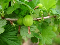 gooseberry to be