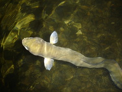 eel in Waitomo cave