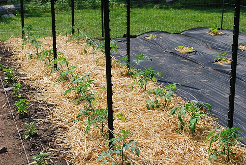 Mulched Tomatoes