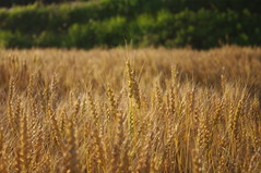 Wheat field / 小麦畑