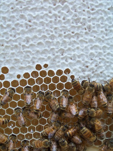 a closeup of the capped and uncapped honey