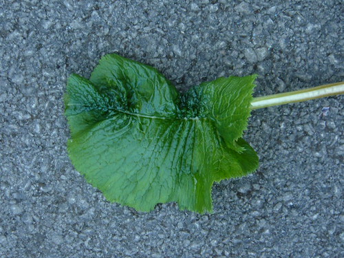 Damaged leaf