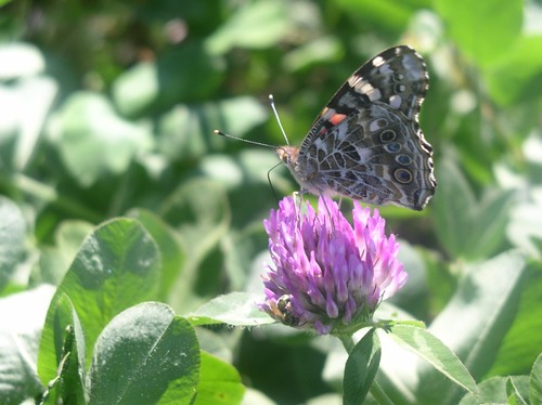 Butterfly on red clover.