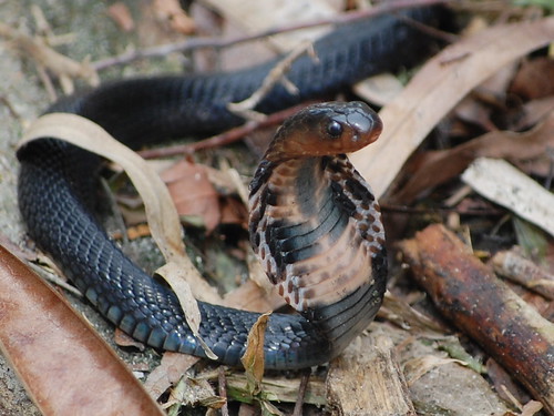 Equatorial Spitting Cobra - (Naja sumatrana). Malaysia.