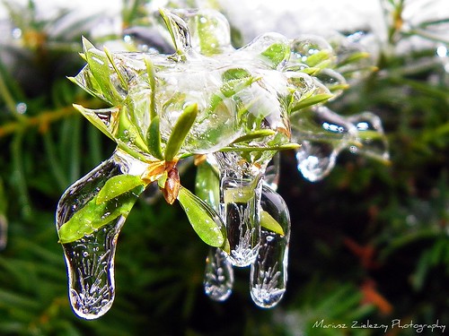 Ice Rain (4)
