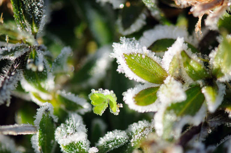 web_frost_wideleaves_0126_2432
