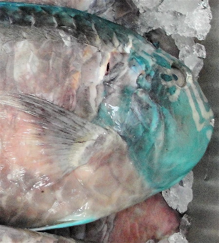 parrotfishface