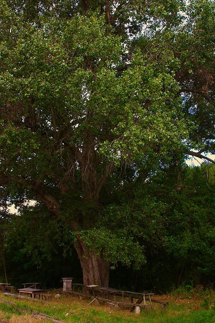 The Poplar tree of Mechkul