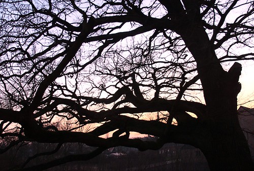 Eik in de schemering - Oak in evening sky