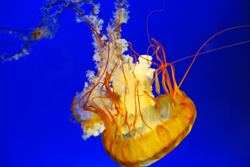 Jellyfish in Osaka