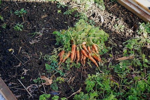 winter carrots