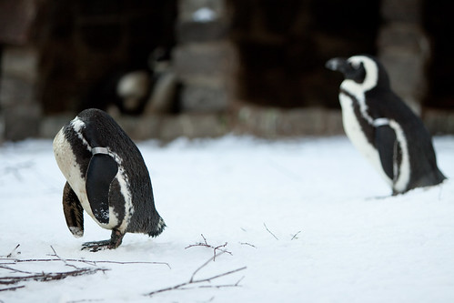 Penguins Artis Zoo Amsterdam, Holland