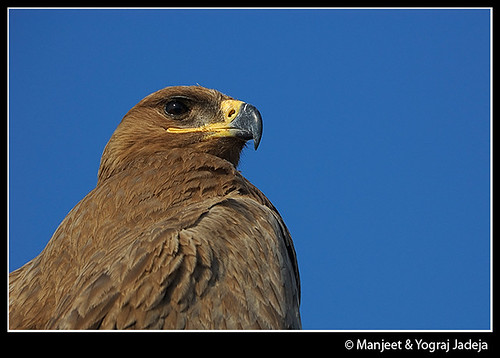 steppe eagle closeup