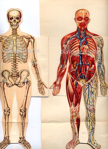 human anatomy chart. Human Anatomy Flip Chart 1928