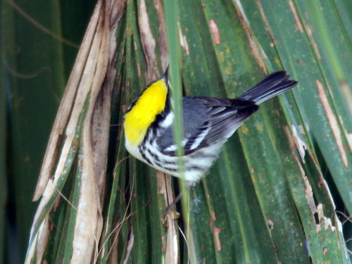 Yellow-throated Warbler 3-20100301
