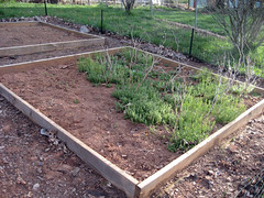 weedy garden bed