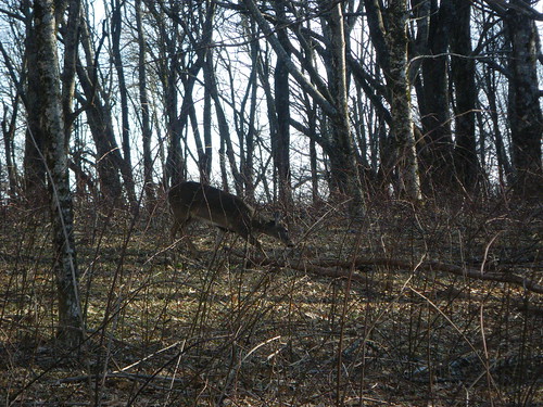 Deer in the blackberry field - GSMNP