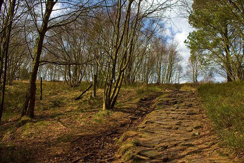 Dalby Forest Path